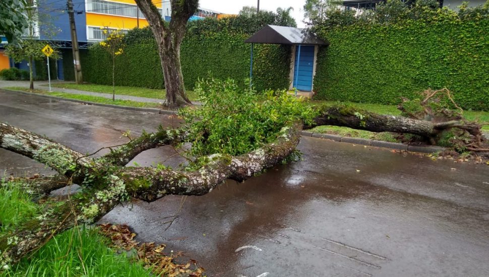 Chuva da madrugada derruba árvores e bloqueia ruas em bairros de Curitiba 1